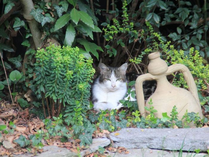 Archisio - Luca Righetto - Progetto Progettazione giardini varese busto arsizio Scompigliate seduzioni