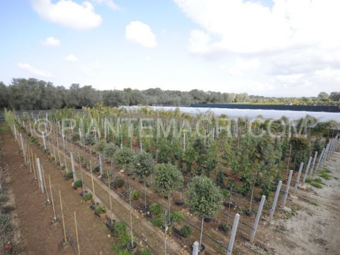 Archisio - Piante Macri - Progetto Il vivaio