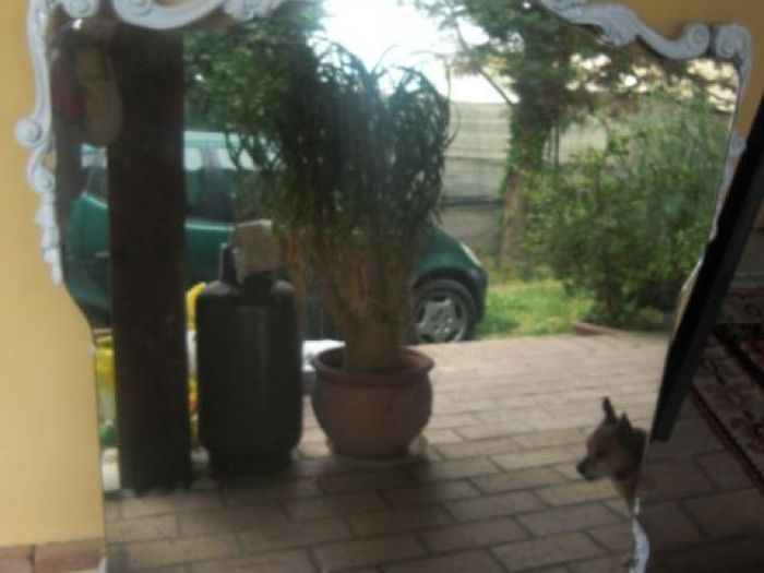 Archisio - Pazza Darte - Progetto Decorazione di mobili