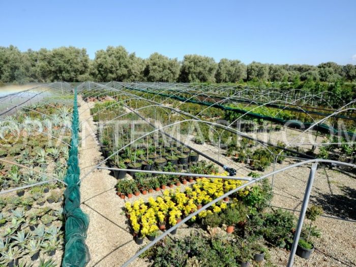 Archisio - Piante Macri - Progetto Serre di produzione