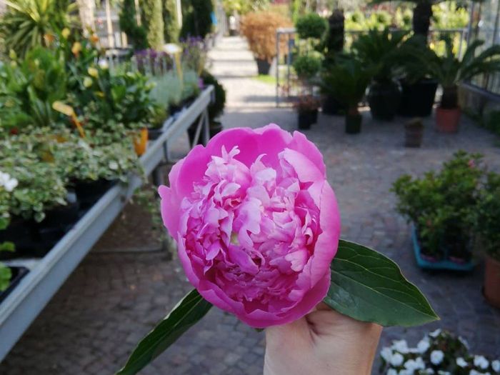 Archisio - Robi Bonaita Alessio Bonaita Fabiano Bonaita - Progetto I fiori di ornella