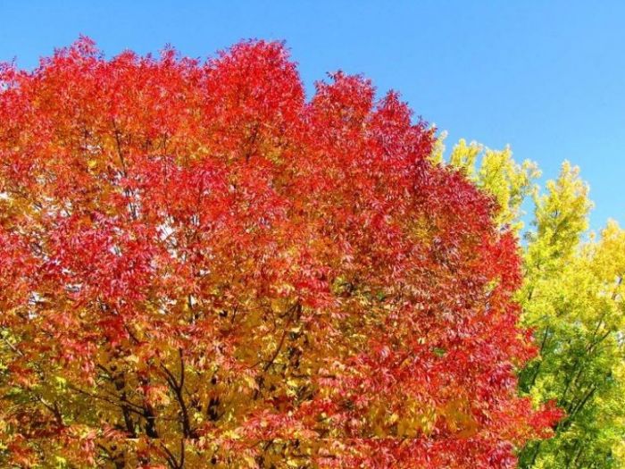 Archisio - Lo Studio Botanico - Progetto Progetto 3