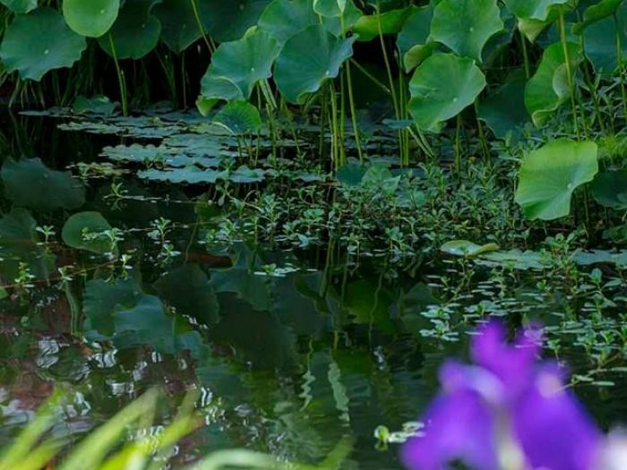 Archisio - Dario Fusaro Garden Photography - Progetto Piante