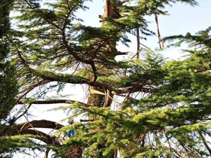Archisio - Il Dottore Del Verde Di Bruno Barnaba - Progetto Abbattimento cedro monumento sisma 1976