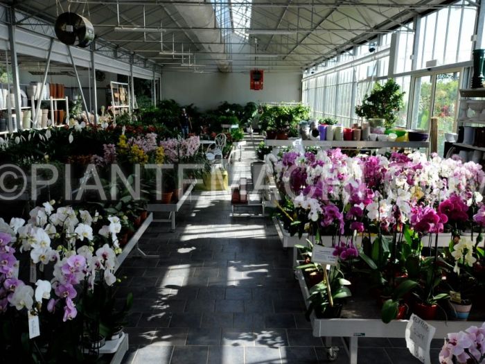 Archisio - Piante Macri - Progetto Il garden