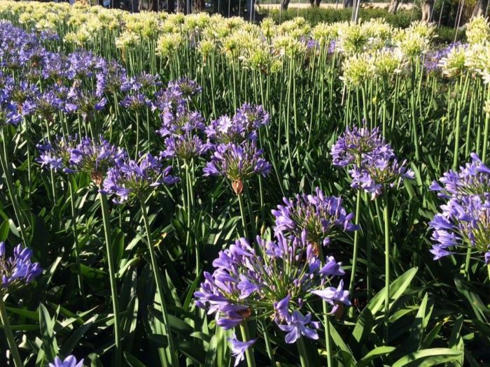 Archisio - Vivai Cantatore - Progetto Piante