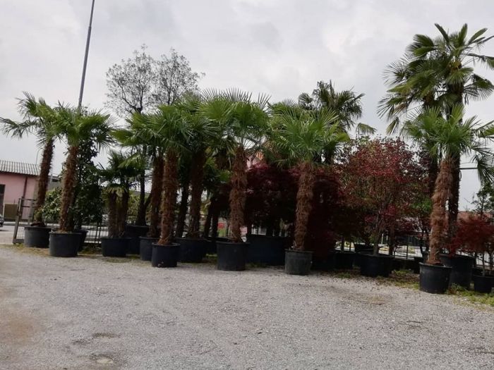 Archisio - Robi Bonaita Alessio Bonaita Fabiano Bonaita - Progetto Le nostre piante