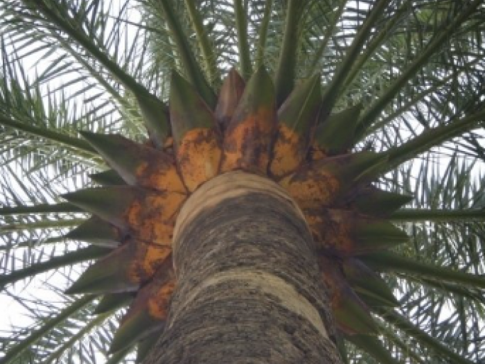 Archisio - Vertical Green - Progetto Potatura palme