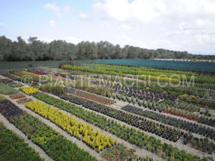 Archisio - Piante Macri - Progetto Il vivaio