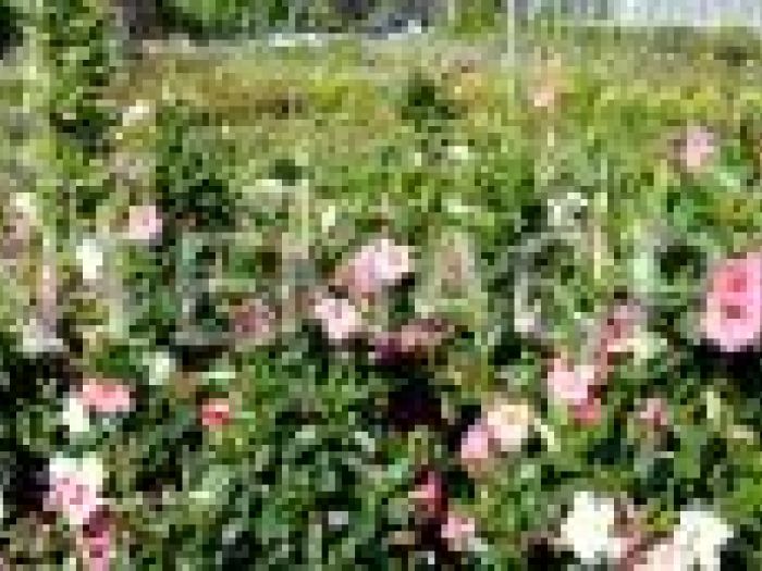 Archisio - Piante Macri - Progetto Il vivaio