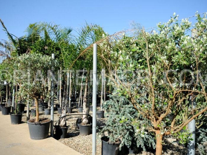 Archisio - Piante Macri - Progetto Il vivaio