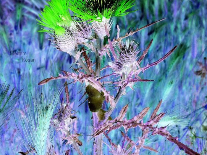 Archisio - Gianluca Vetrugno Meltem Kosan the Art Of The Negative - Artisti - Progetto Galleria 1 fotografie astratte