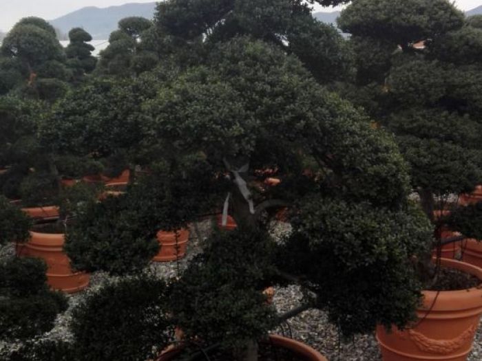 Archisio - Verdein Ss - Progetto Macro bonsai da giardino