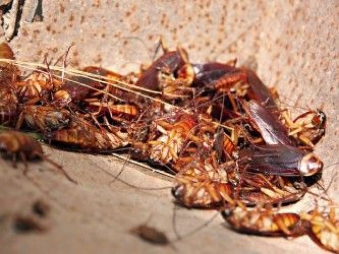 Archisio - Mustop - Progetto Deblattizzazione