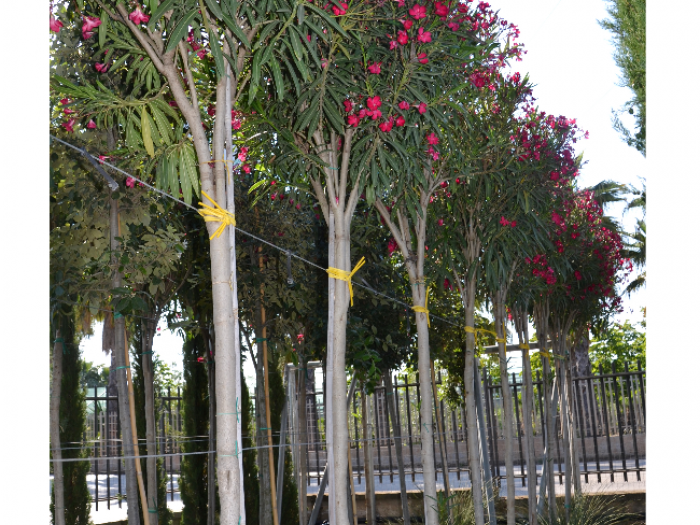 Archisio - Vivai Cantatore - Progetto Piante