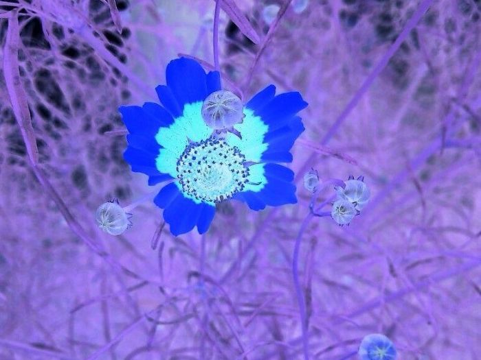 Archisio - Gianluca Vetrugno Meltem Kosan the Art Of The Negative - Artisti - Progetto Galleria 1 fotografie astratte