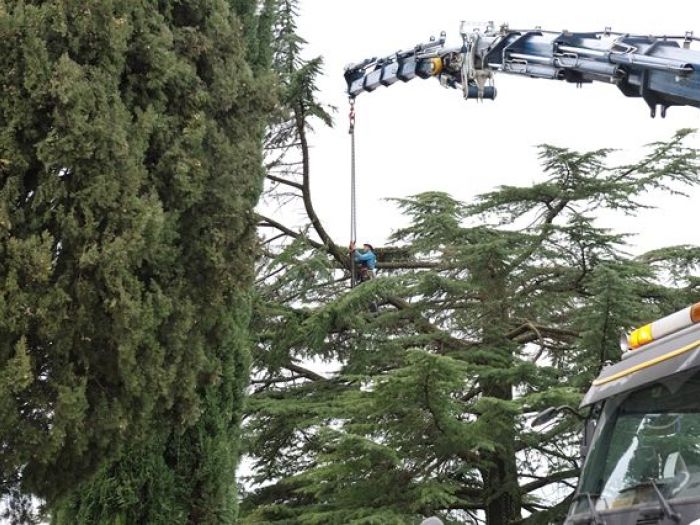 Archisio - Il Dottore Del Verde Di Bruno Barnaba - Progetto Abbattimento cedro monumento sisma 1976
