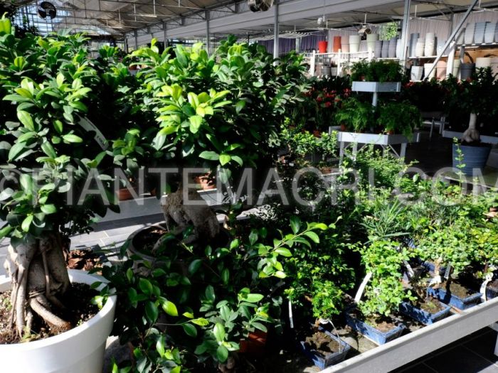 Archisio - Piante Macri - Progetto Il garden