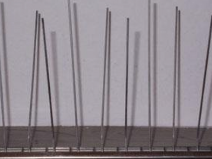 Archisio - Disinfestazioni Sberti Massimo - Progetto Contenimento volatili molesti