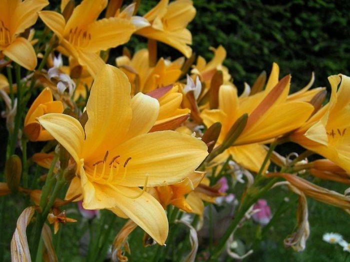 Archisio - Vivai Cantatore - Progetto Piante