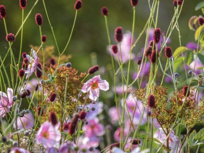 Archisio - Claudia Dibbe Piazza - Progetto Allinsegna di piet oudolf