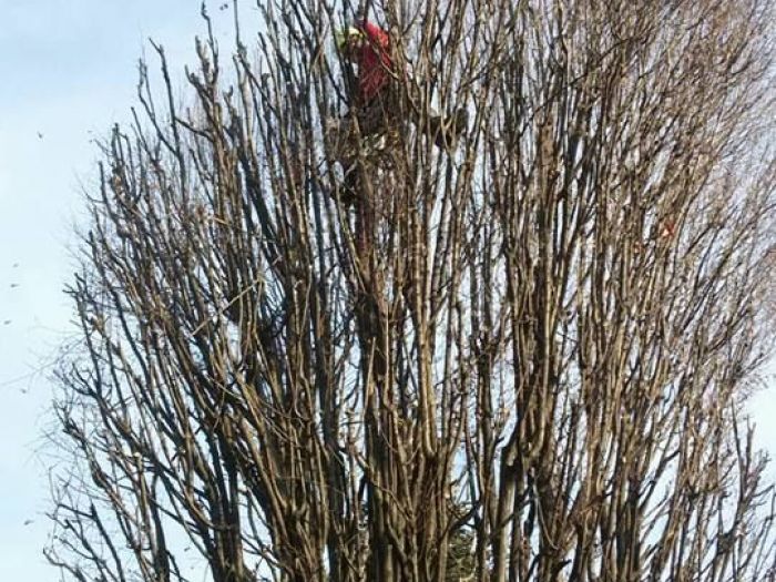 Archisio - I Giardini Dei Tudor - Progetto Potature e tagliamento di alberi