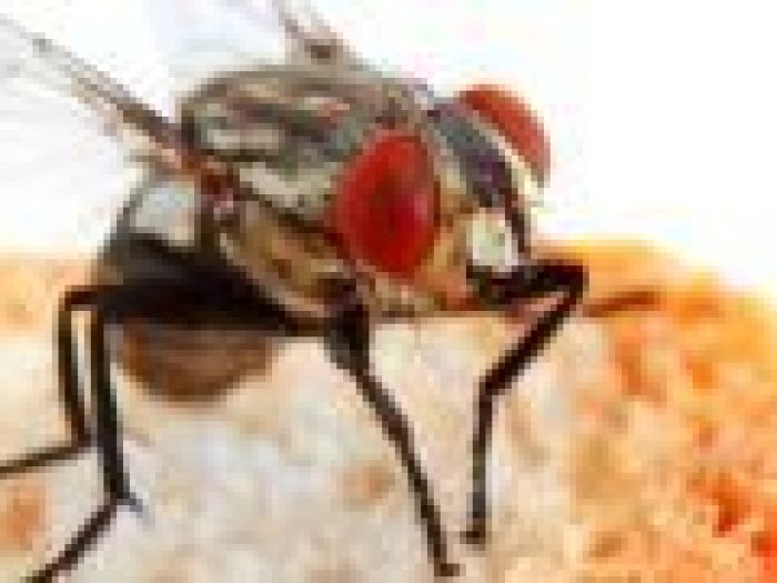 Archisio - Csgbnet Service Srls - Progetto Disifestazioni