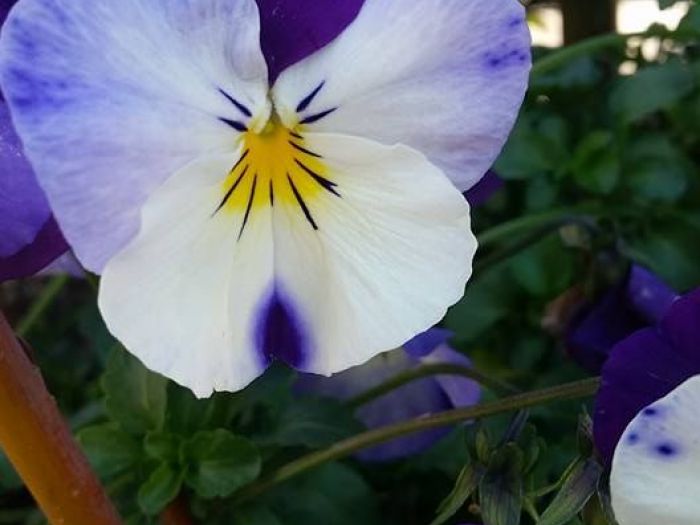 Archisio - Massarroni - Vivai Piante - Garden - Progetto Vivai e piante