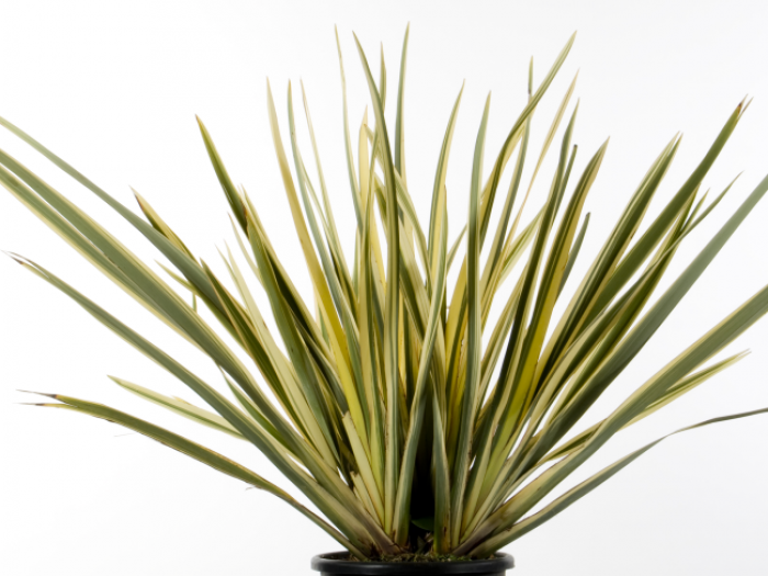 Archisio - Vivai Cantatore - Progetto Piante