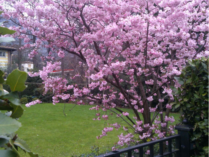 Archisio - Tadini Arte Verde - Progetto Giardini