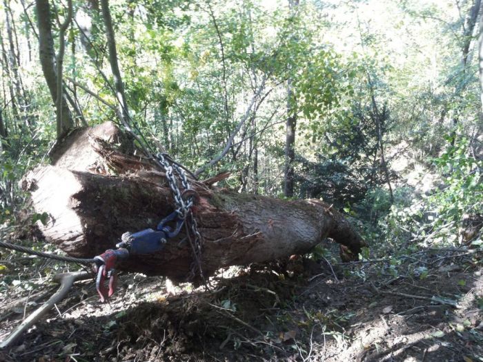 Archisio - Il Dottore Del Verde Di Bruno Barnaba - Progetto Utilizzazioni boschive