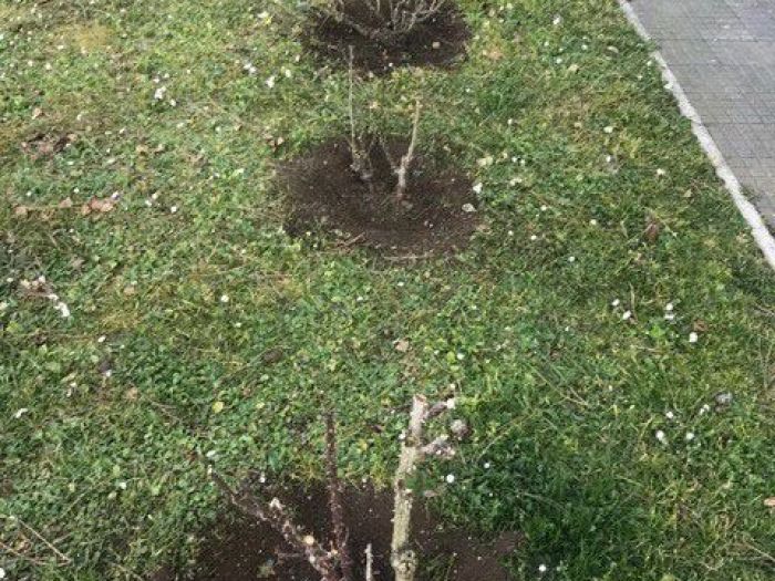 Archisio - Balduzzi Alessandra - Progetto Rose sane e belle