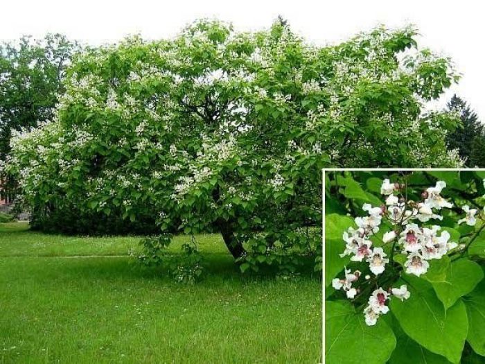 Archisio - Stefano Siboni - Progetto Giardinaggio