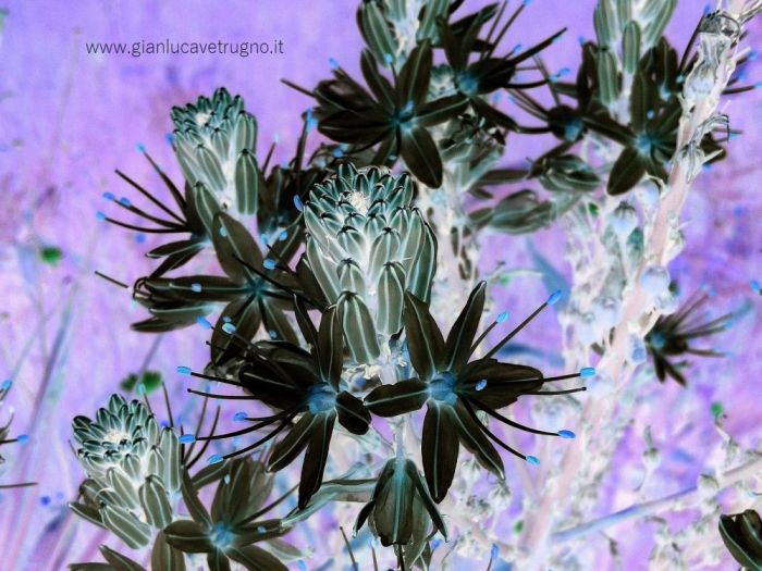 Archisio - Gianluca Vetrugno Meltem Kosan the Art Of The Negative - Artisti - Progetto Galleria 1 fotografie astratte