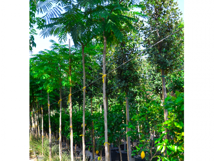 Archisio - Vivai Cantatore - Progetto Piante