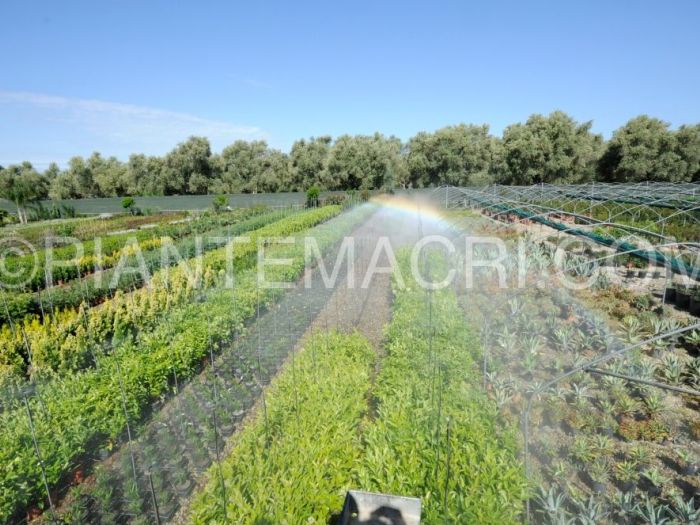 Archisio - Piante Macri - Progetto Serre di produzione