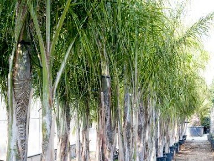 Archisio - Vivai Cantatore - Progetto Piante