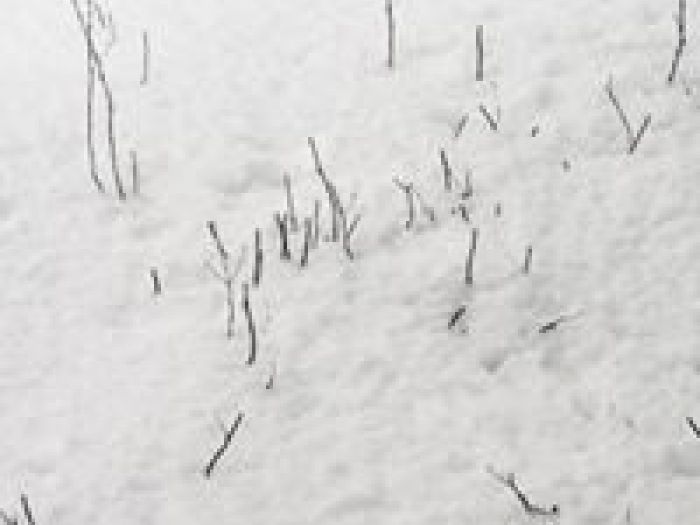 Archisio - Alessandro Corongiu Fotografia - Progetto Giara sotto la neve