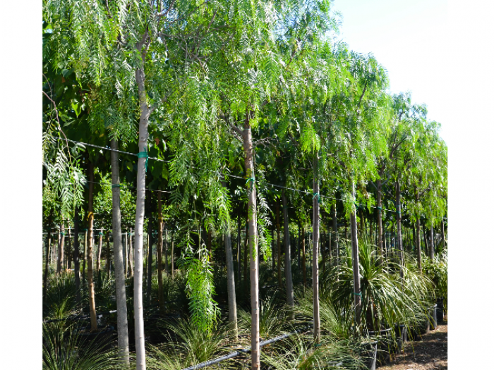 Archisio - Vivai Cantatore - Progetto Piante