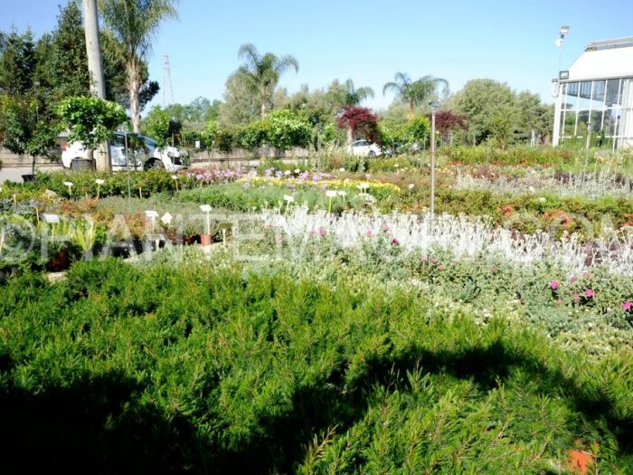 Archisio - Piante Macri - Progetto Il vivaio