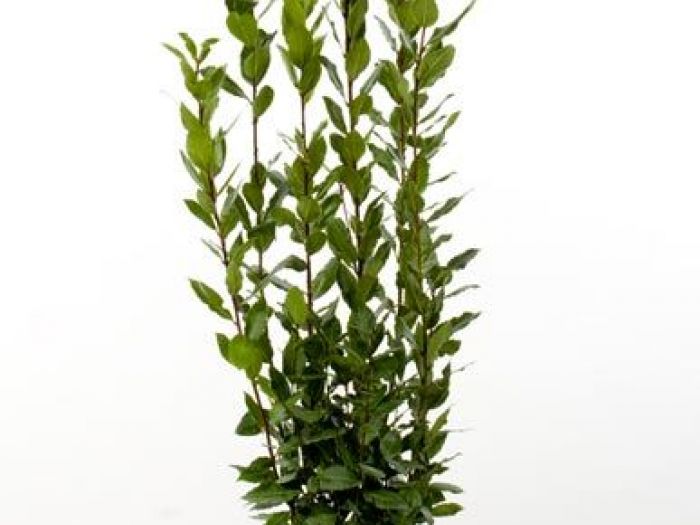 Archisio - Vivai Cantatore - Progetto Piante