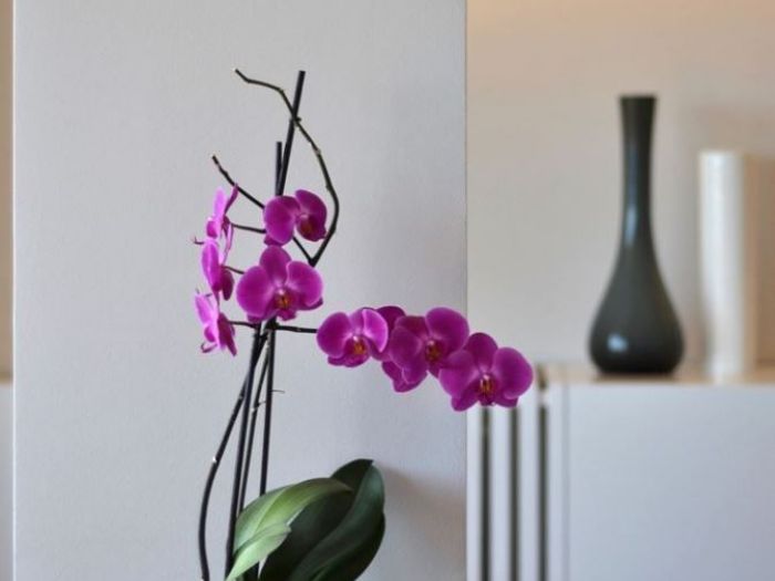 Archisio - Tommaso Barill - Progetto Paradise house