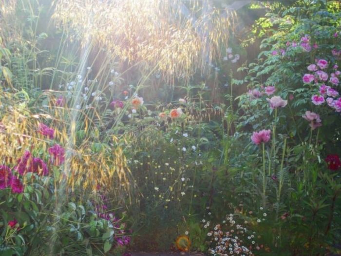 Archisio - Claudia Dibbe Piazza - Progetto Allinsegna di piet oudolf