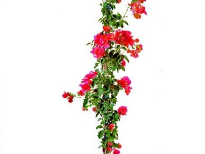 Archisio - Vivai Cantatore - Progetto Piante