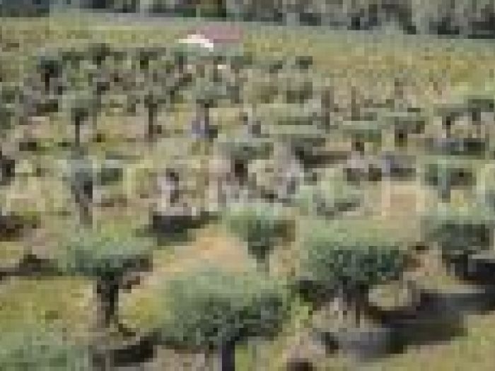 Archisio - Piante Macri - Progetto Il vivaio