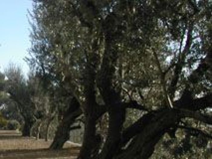 Archisio - Studio Di Agronomia E Architettura Del Paesaggio - Progetto Giardino privato