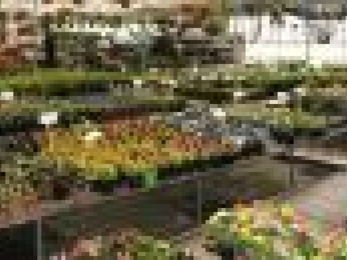 Archisio - Piante Macri - Progetto Il vivaio