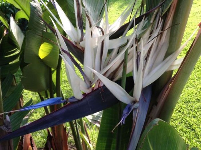 Archisio - Carlo Maria Maggia - Progetto Giardini