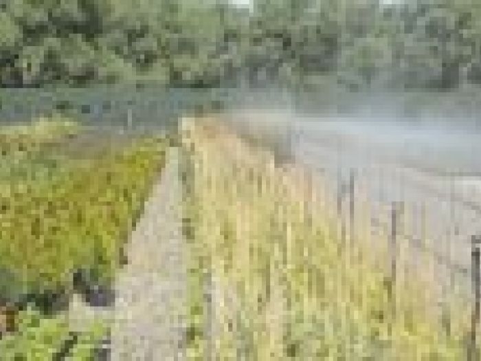 Archisio - Piante Macri - Progetto Serre di produzione