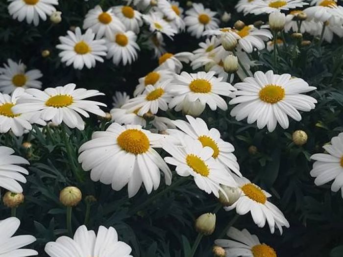 Archisio - Massarroni - Vivai Piante - Garden - Progetto Vivai e piante